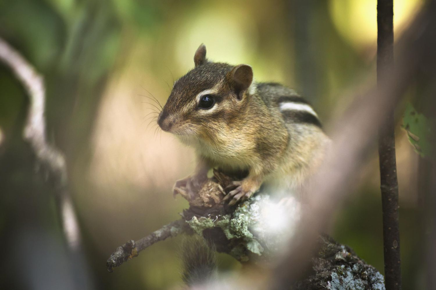 Chipmunk repellent plants – 8 plants known to discourage nibbling chipmunks