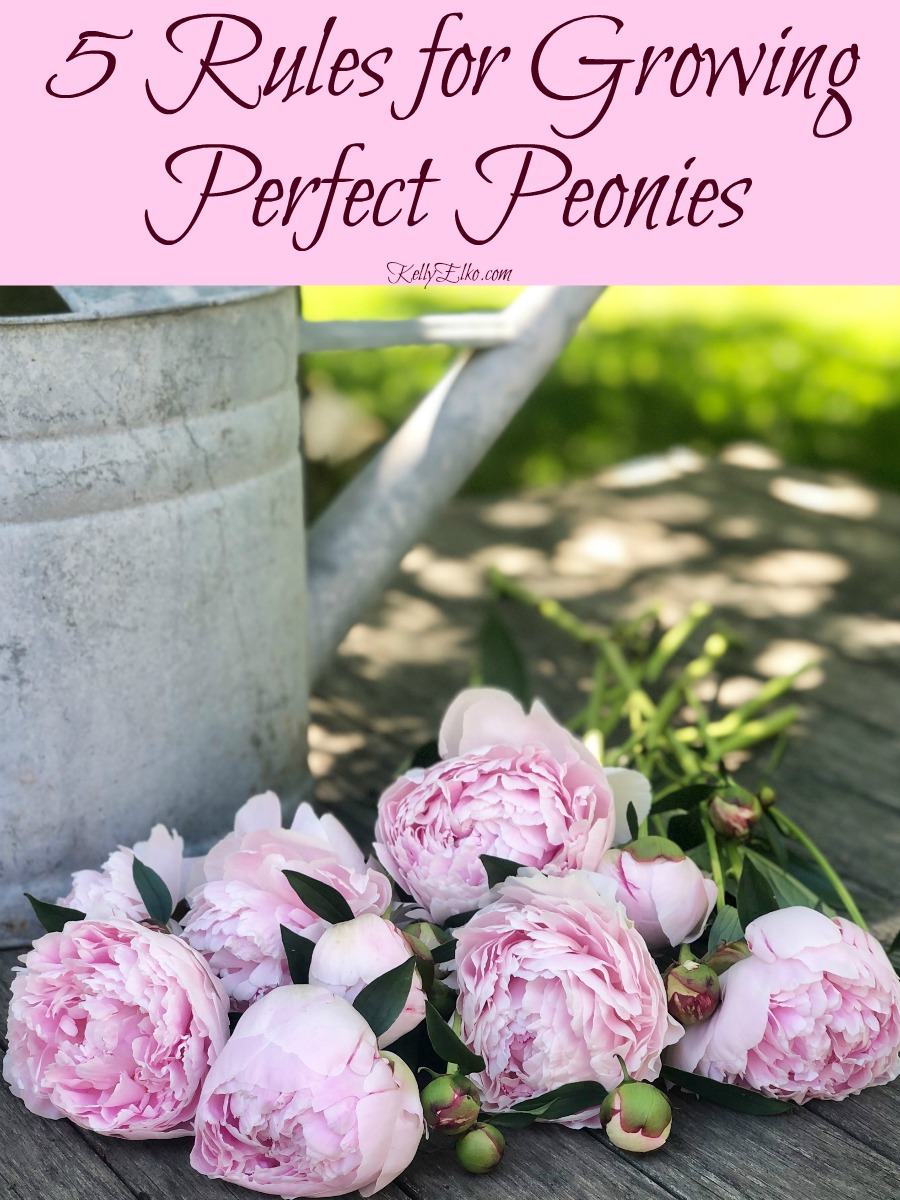 Potted Peonies