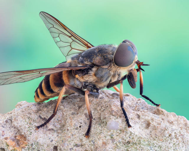 How to get rid of horse flies – 5 secrets from pest control pros