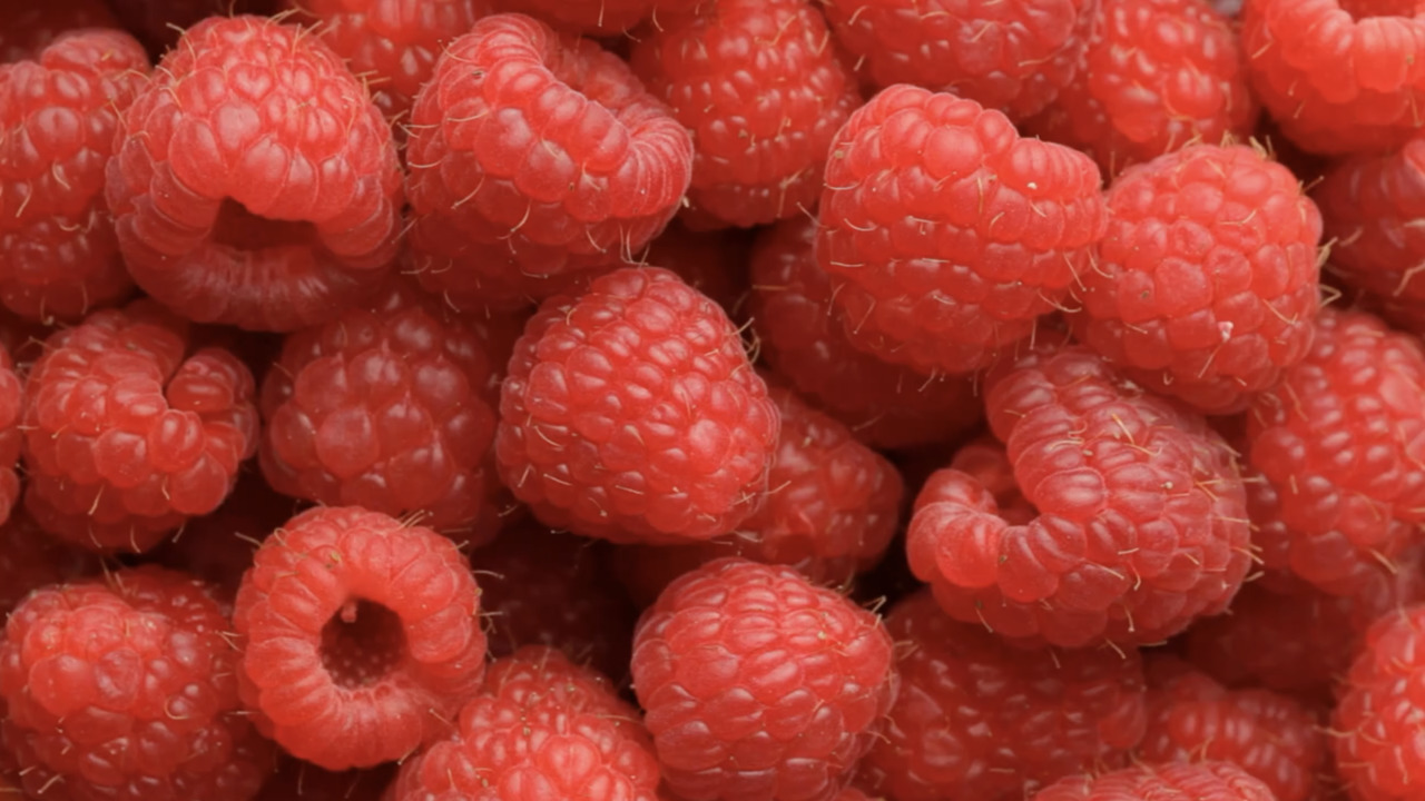 How to fertilize raspberries – for a bumper crop year-after-year