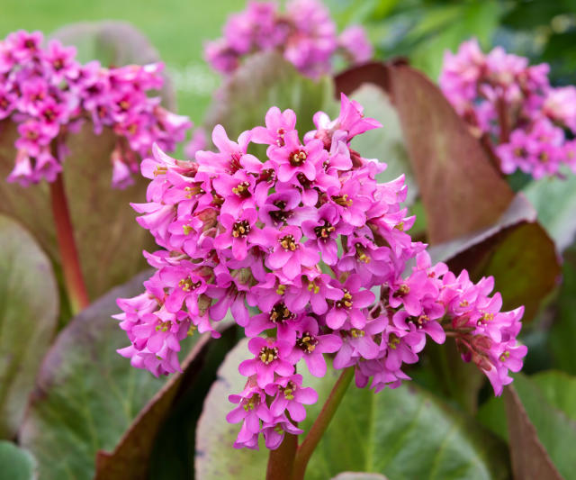 Can I plant bulbs with ground-covering bergenia