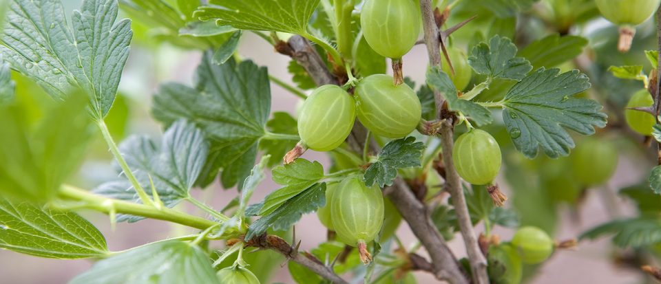 Where to position gooseberry plants