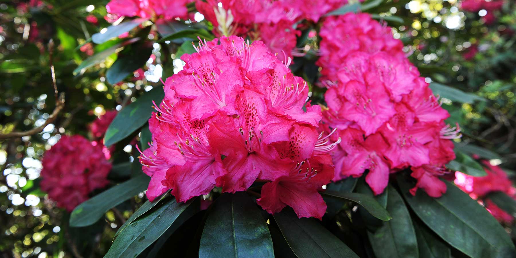 Watering rhododendrons