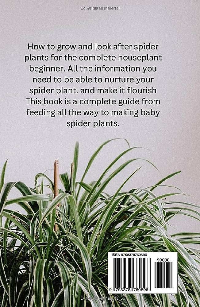 How to look after a spider plant indoors