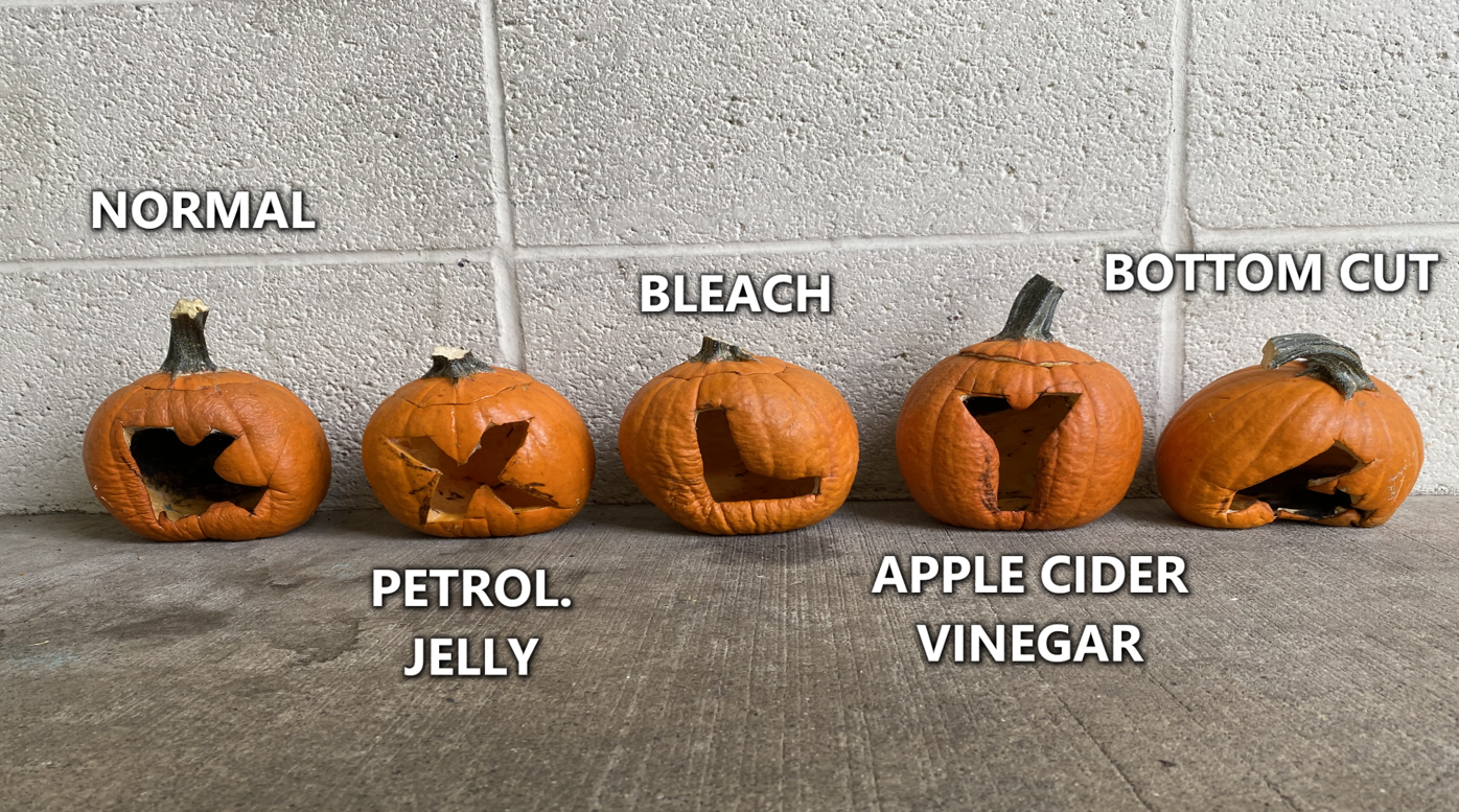 How does vinegar prevent pumpkins from rotting?