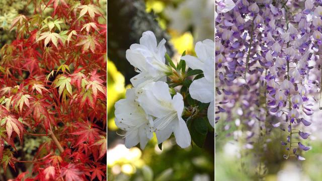 Best plants for Japanese gardens – 10 elegant choices for this soothing backyard style