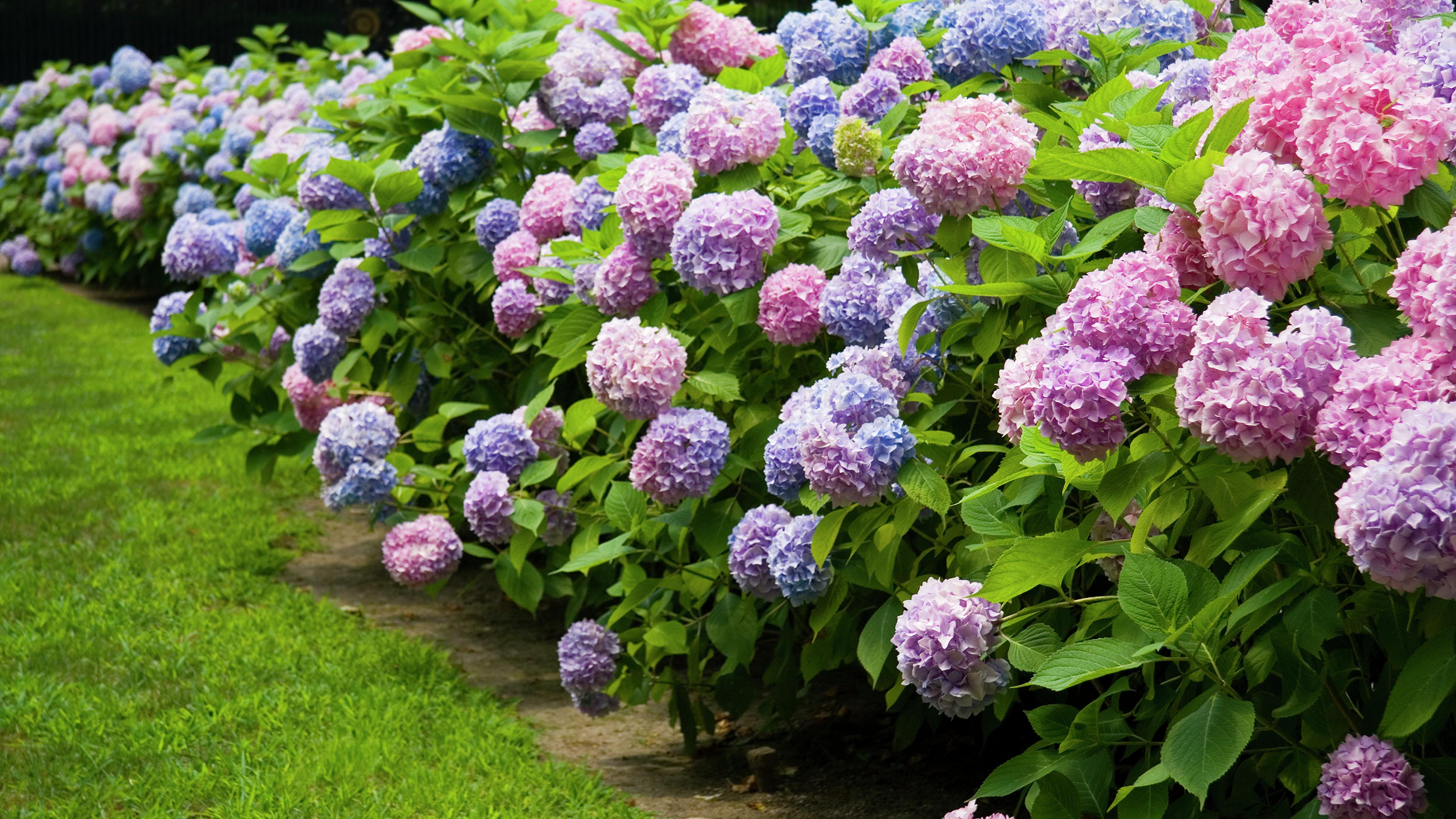 How and when to fertilize hydrangeas – for top-performing shrubs