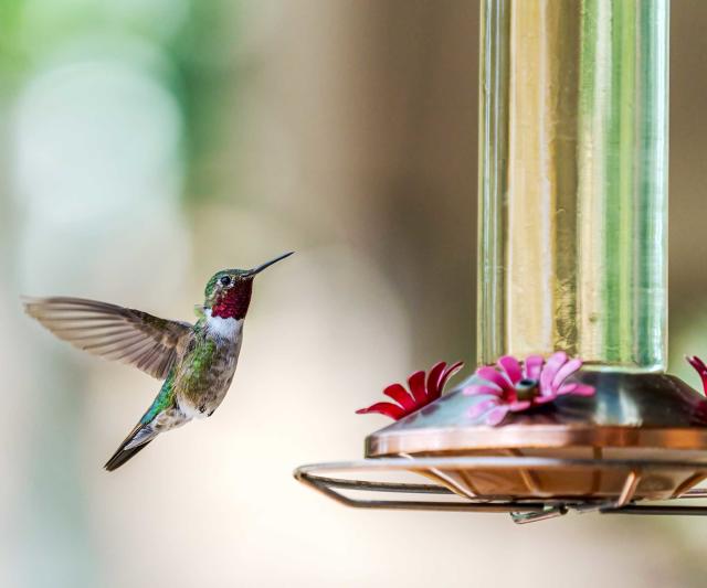 How to attract hummingbirds to your yard – 6 ways to welcome these feathered friends