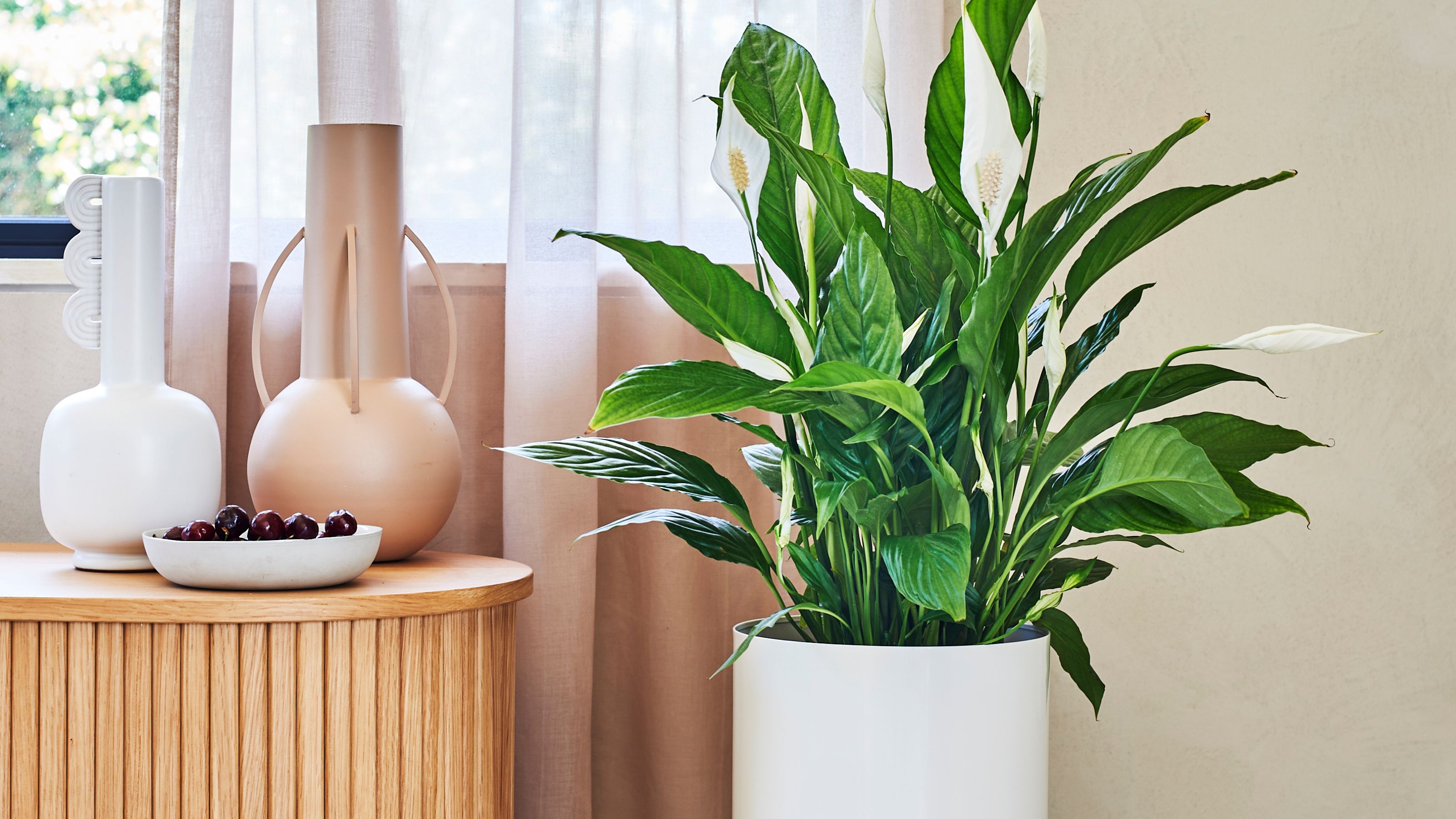 Why is my peace lily drooping The houseplant experts share their advice