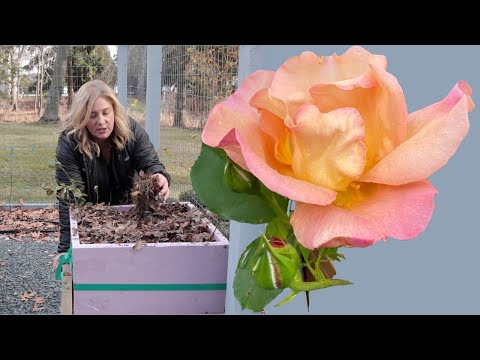 How to winterize roses – to ensure they bloom every year