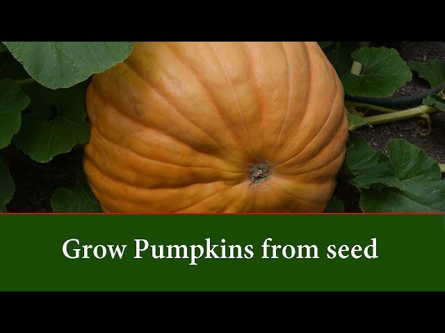 How to grow pumpkins – a step-by-step guide