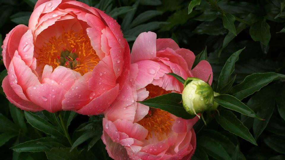 What are the best varieties of peonies to grow in pots