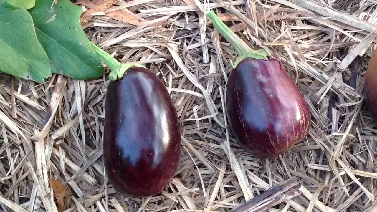 How to pick eggplant