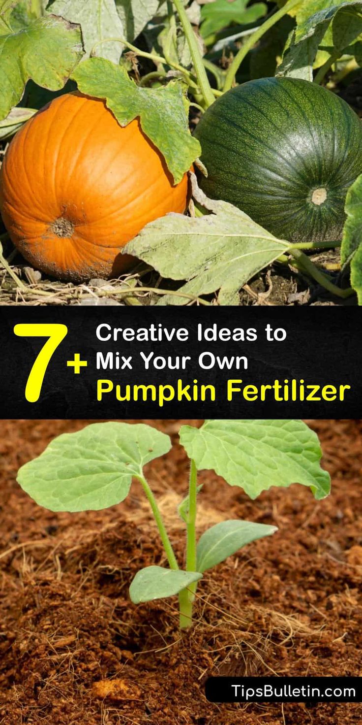 Using leftover pumpkin as fertilizer –expert tips