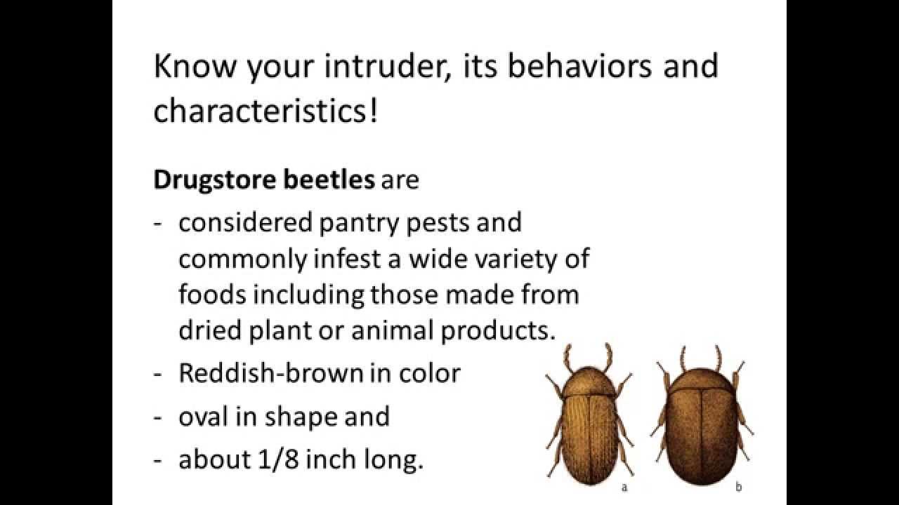 What do drugstore beetles look like?