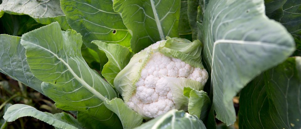 How to grow cauliflower – for a bumper crop