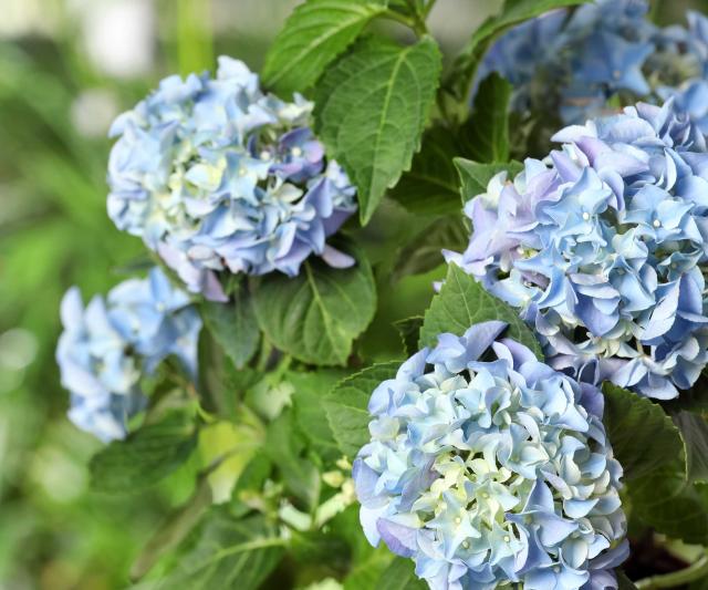 Watering hydrangeas that are planted in the ground