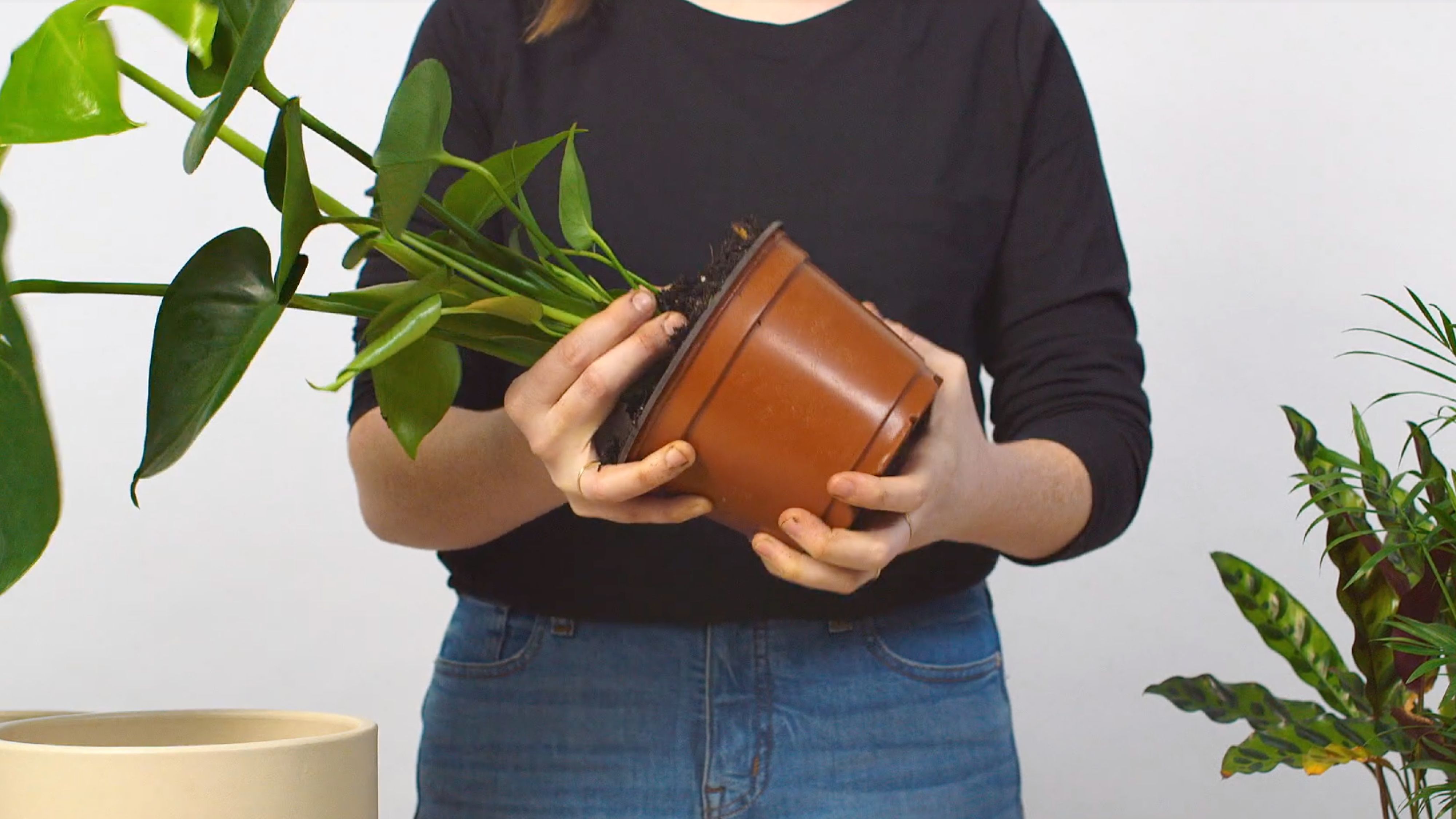 4. Carefully remove the plant from its current pot