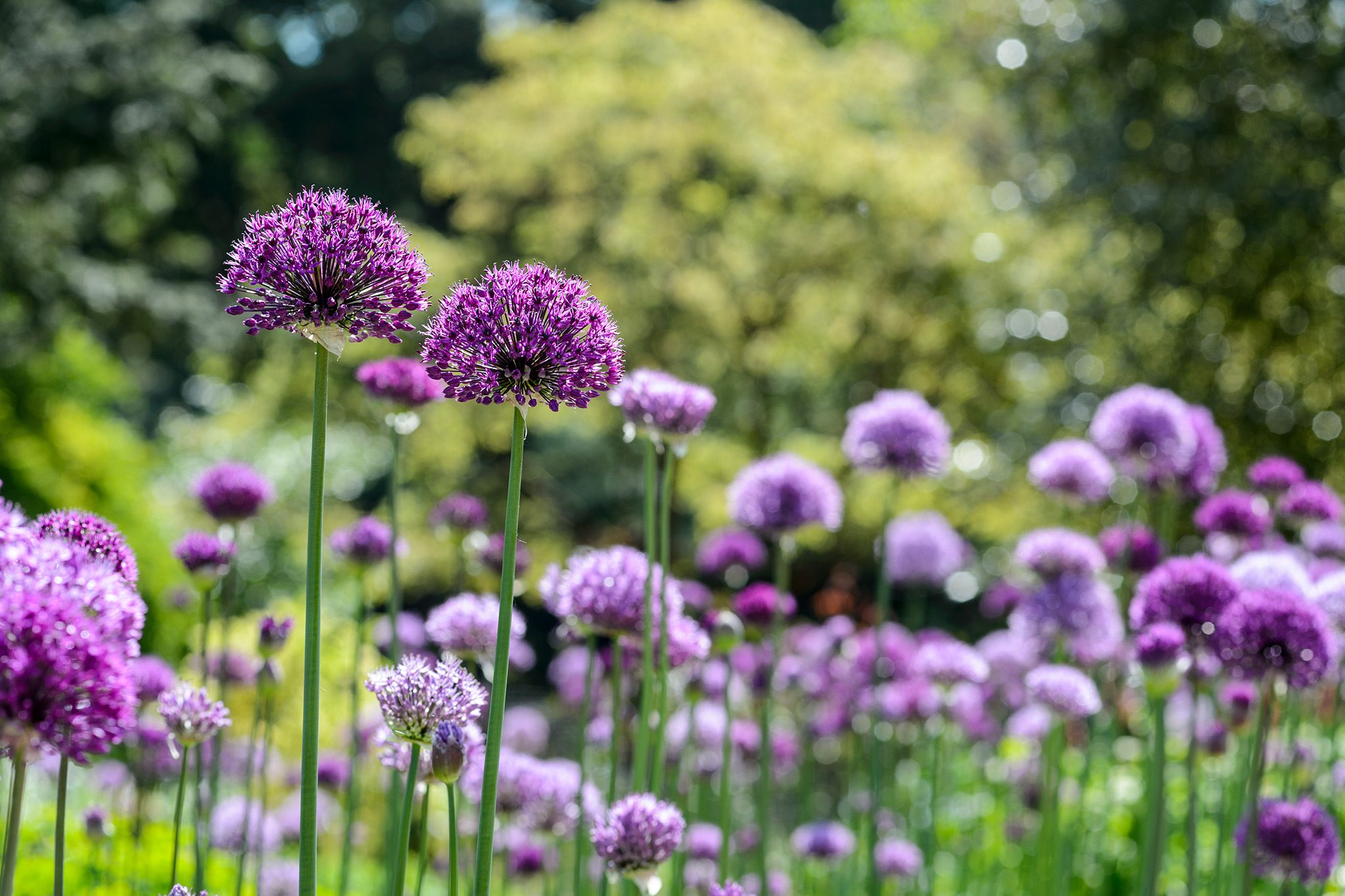 When to plant allium bulbs – for spectacular results