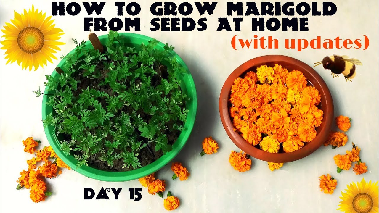 How to grow marigolds from seed from a packet