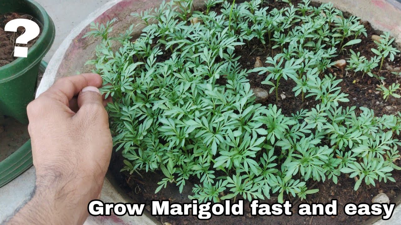 How do you germinate marigold seeds