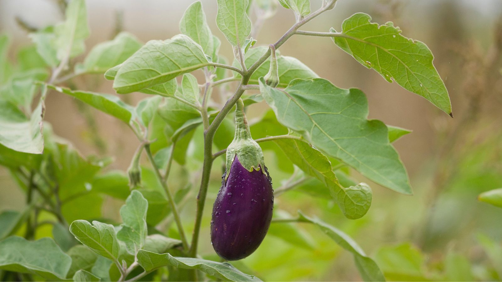 Will eggplant ripen after it’s picked