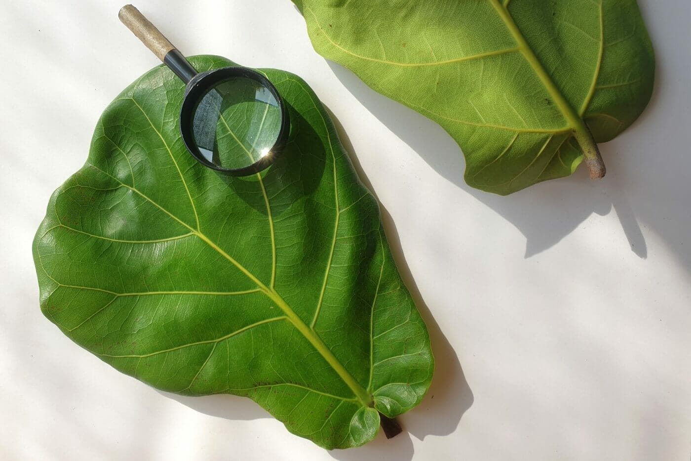 Why is my fiddle leaf fig dropping leaves Experts reveal the common causes