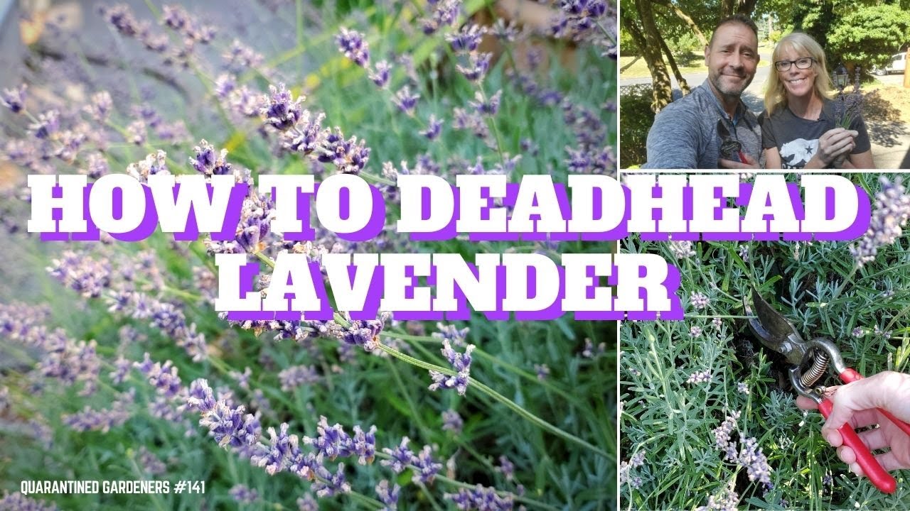 How to deadhead lavender