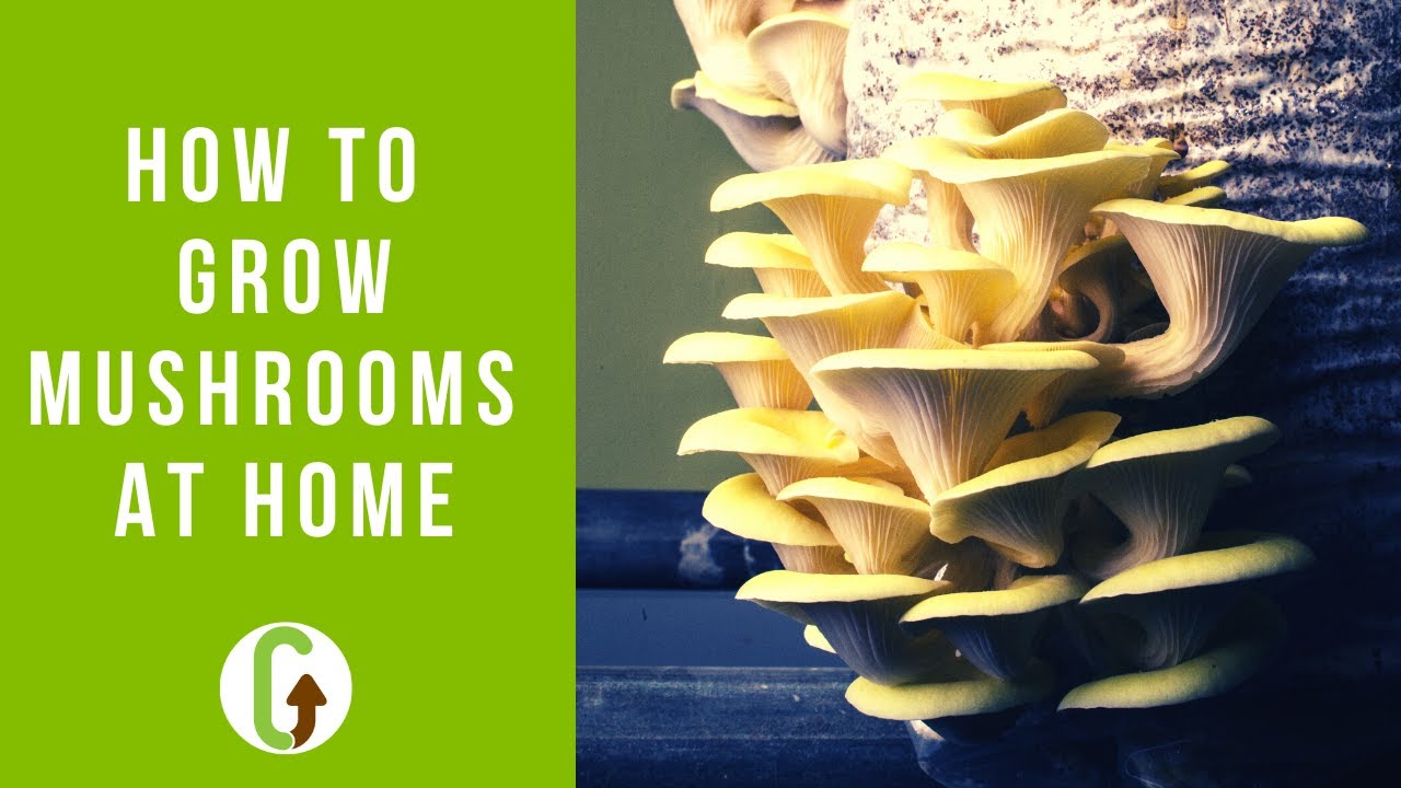 Create a mushroom bed