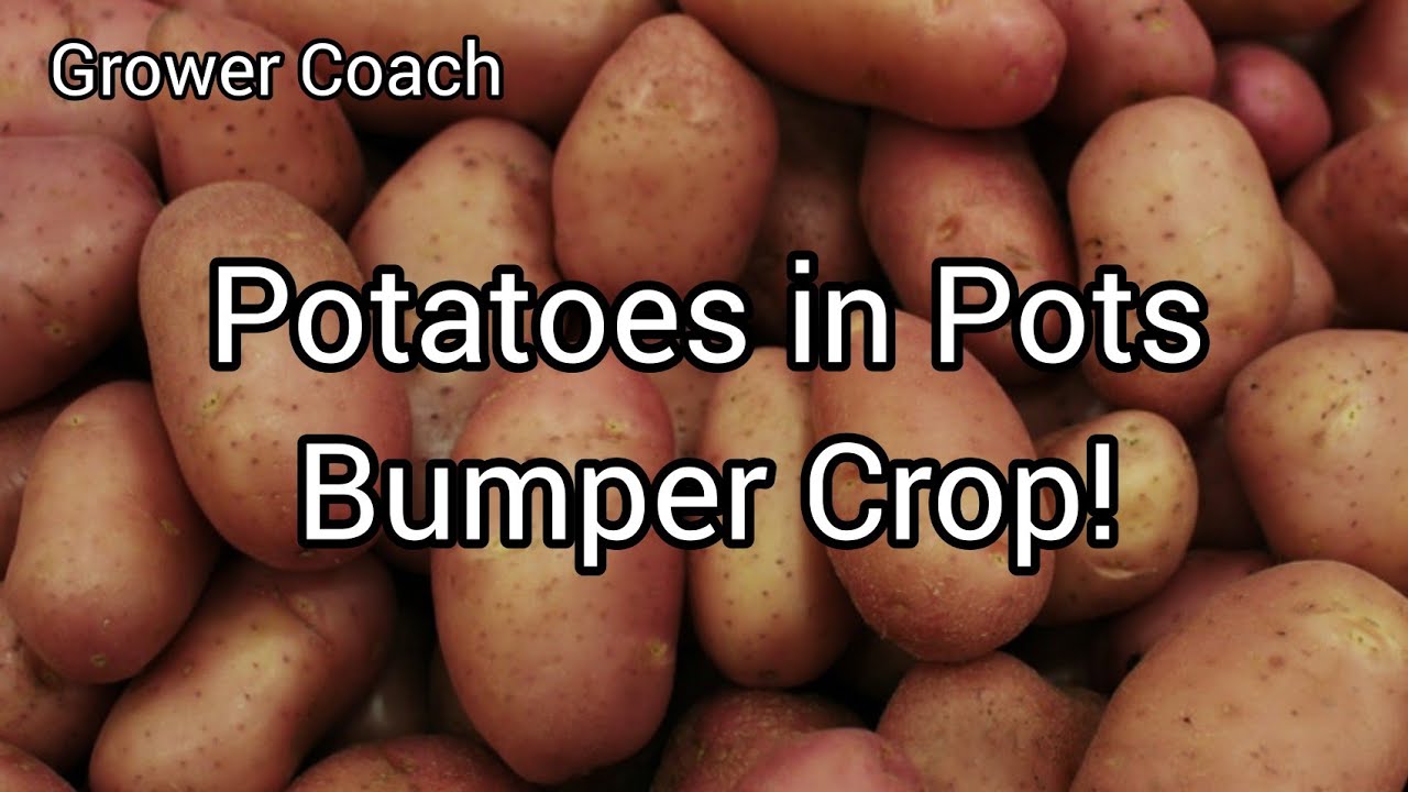 Can you grow potatoes all year round?