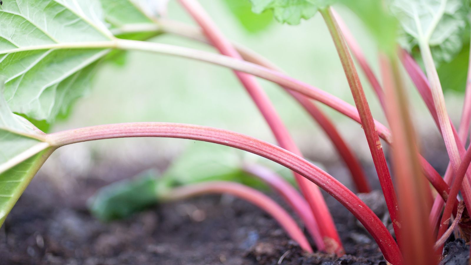 Transplanting rhubarb – the benefits of splitting rhubarb