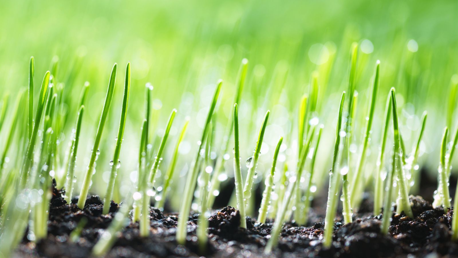 Best fast-growing grass seeds – and grass