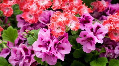 Can I overwinter geraniums in an unheated greenhouse