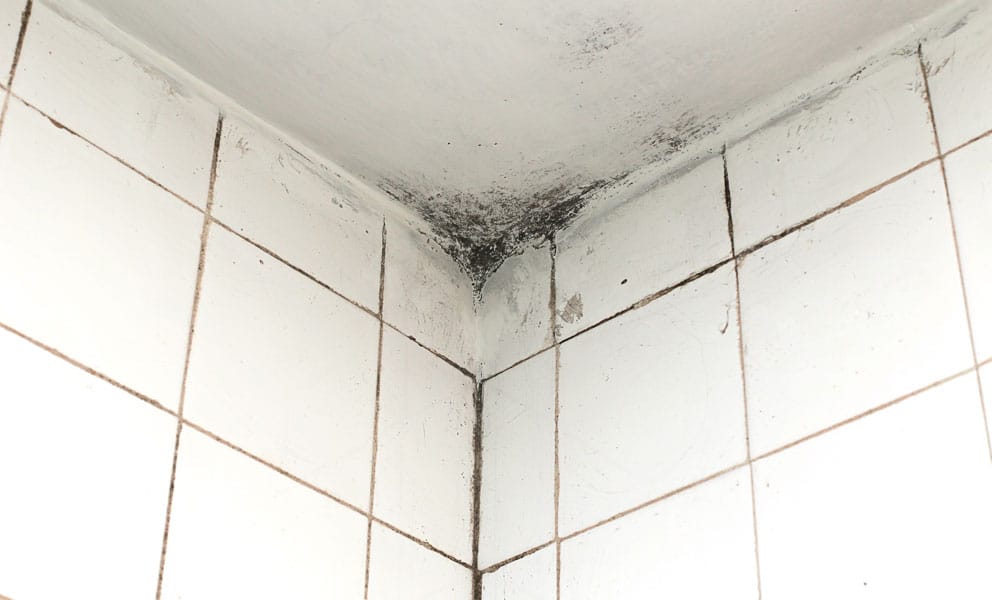 6. Regularly check for signs of mold