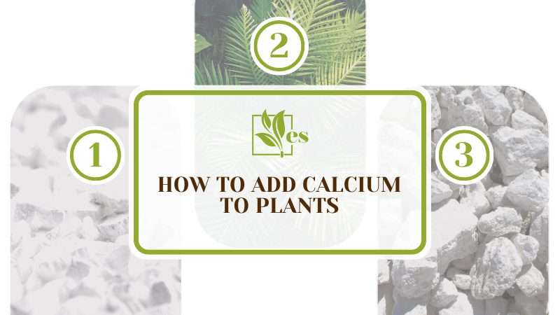 How much calcium do plants need