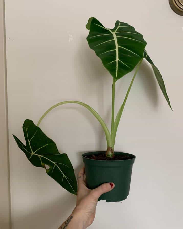 Why is my alocasia drooping Six reasons why your elephant ear plant is struggling