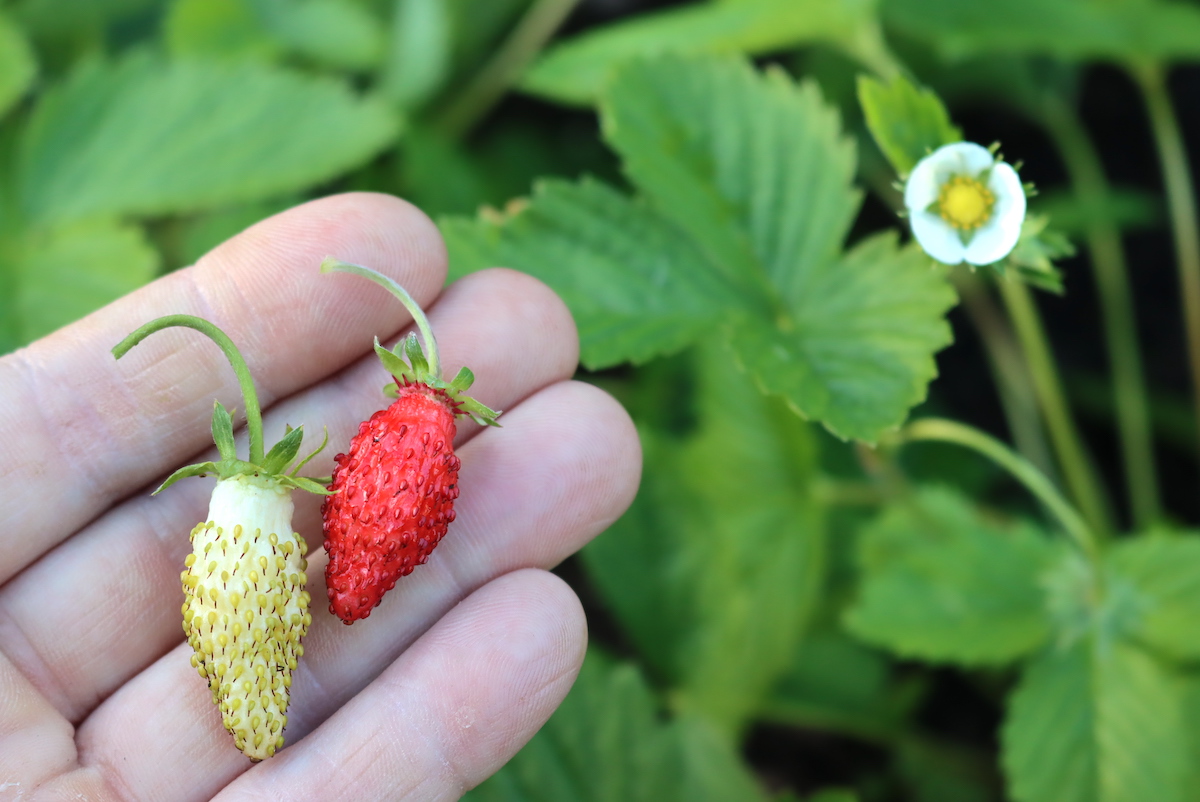 Where to plant alpine strawberries