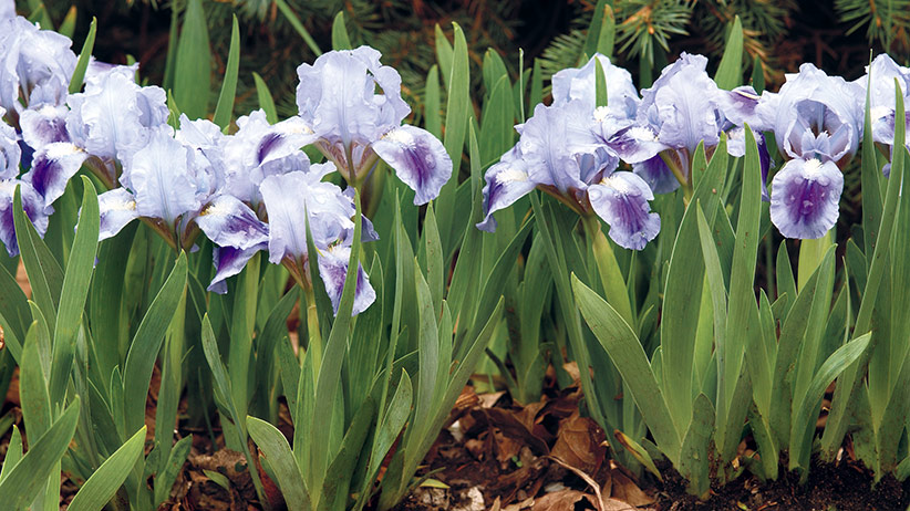 Caring for irises