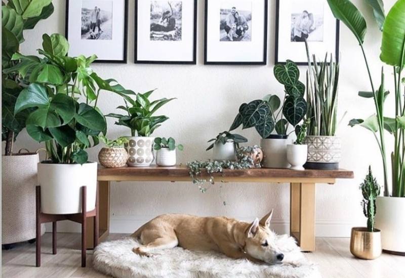 How to stop your pet chewing fiddle leaf fig leaves