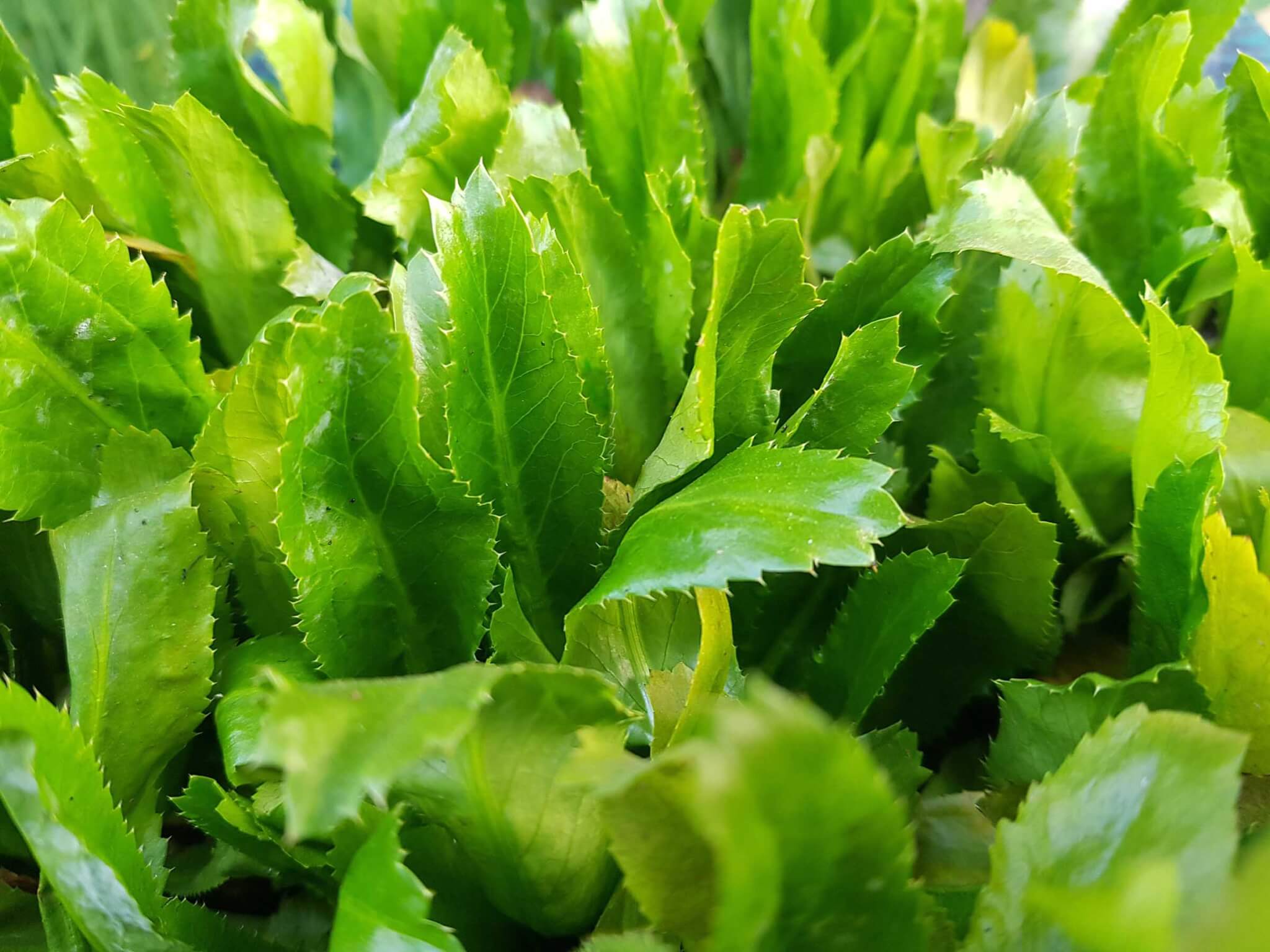 How to harvest arugula – expert tips on picking individual leaves for repeated cropping