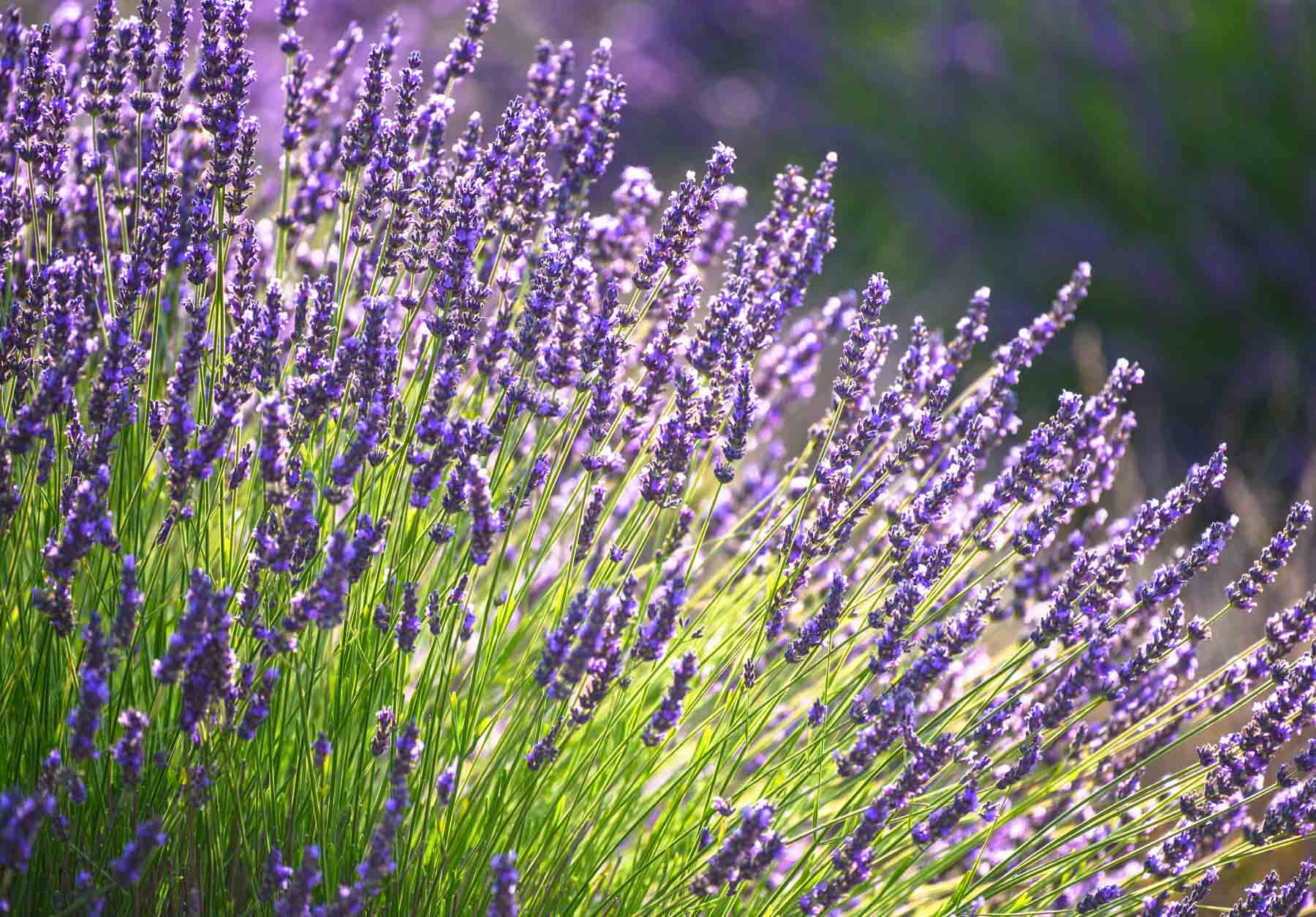 When to sow lavender