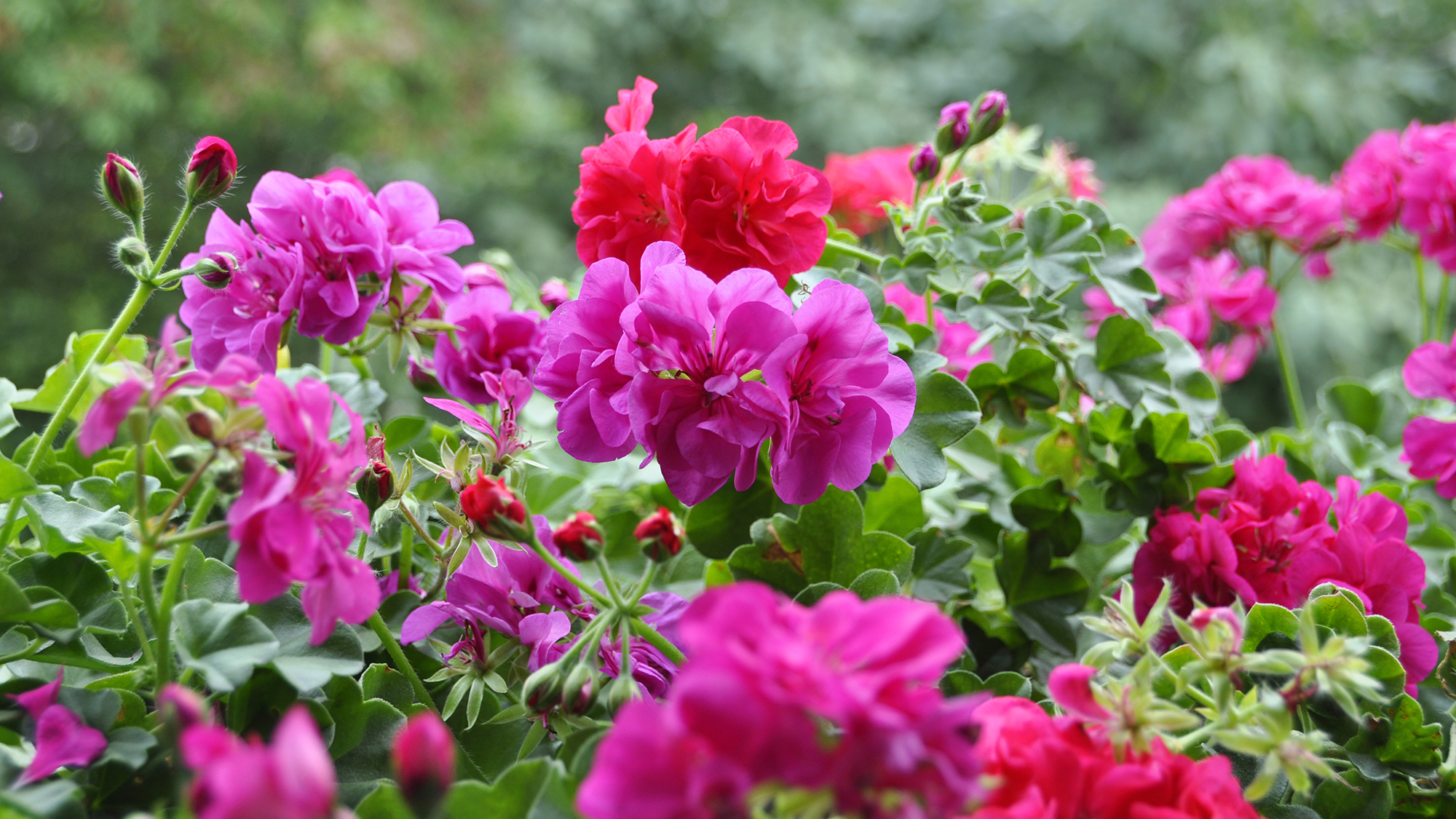How to overwinter geraniums – with expert advice