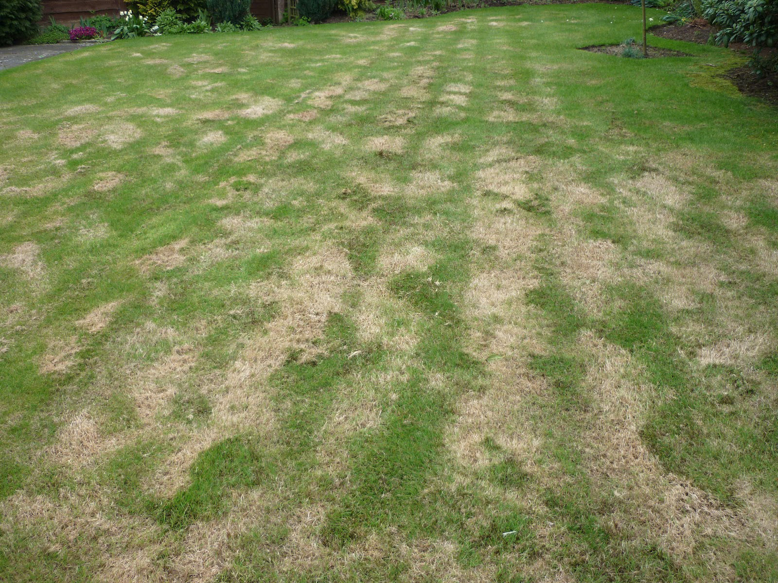 Expert tips on how to scarify a lawn