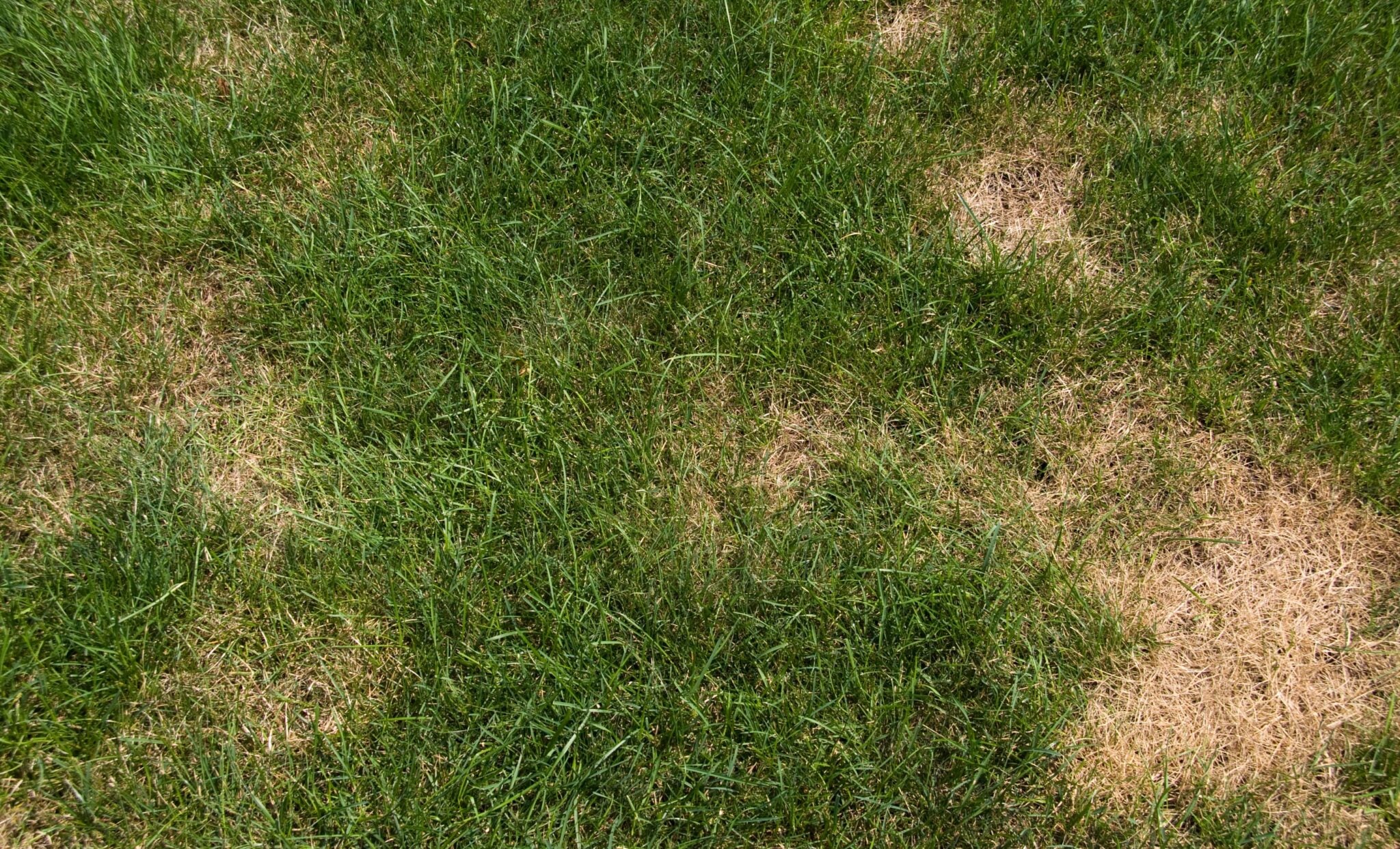 Why is my grass seed growing patchy Lawn care experts solve your dilemma