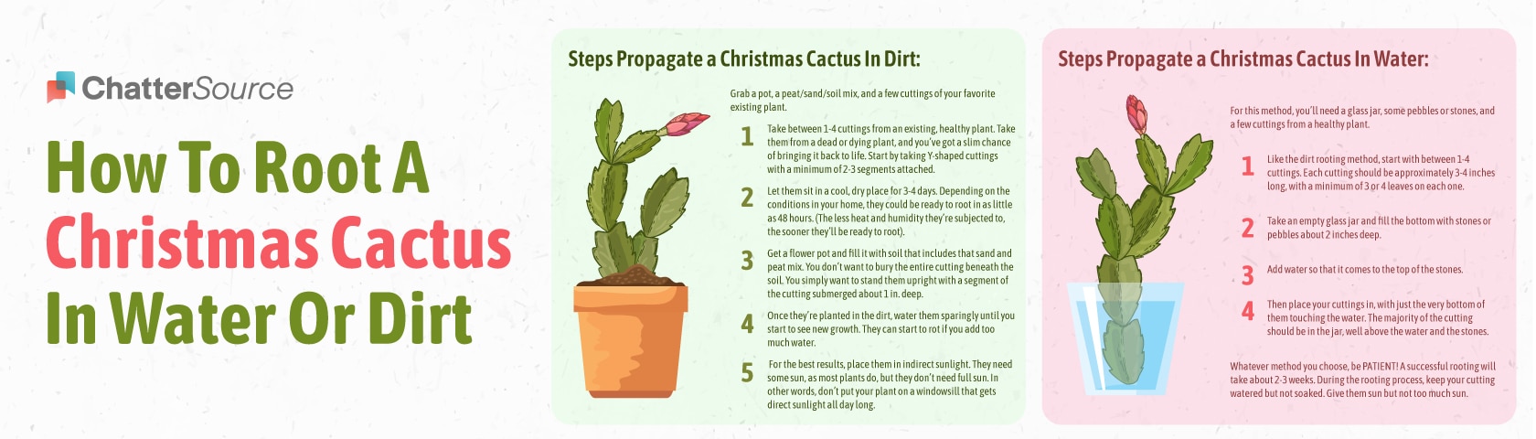 The Steps to Rooting Christmas Cactus in Water