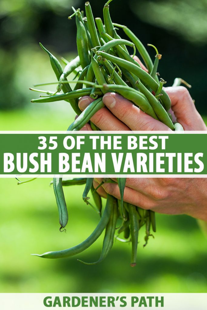 When to pick green beans – for crisp and sweet pods