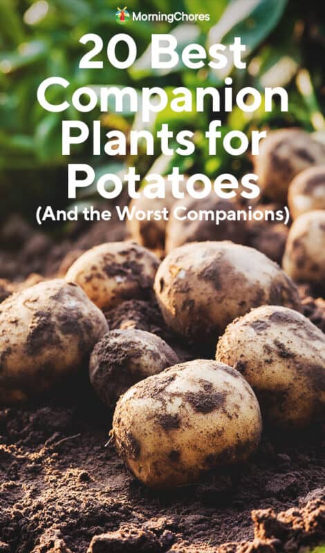 What is the best companion plant for potatoes
