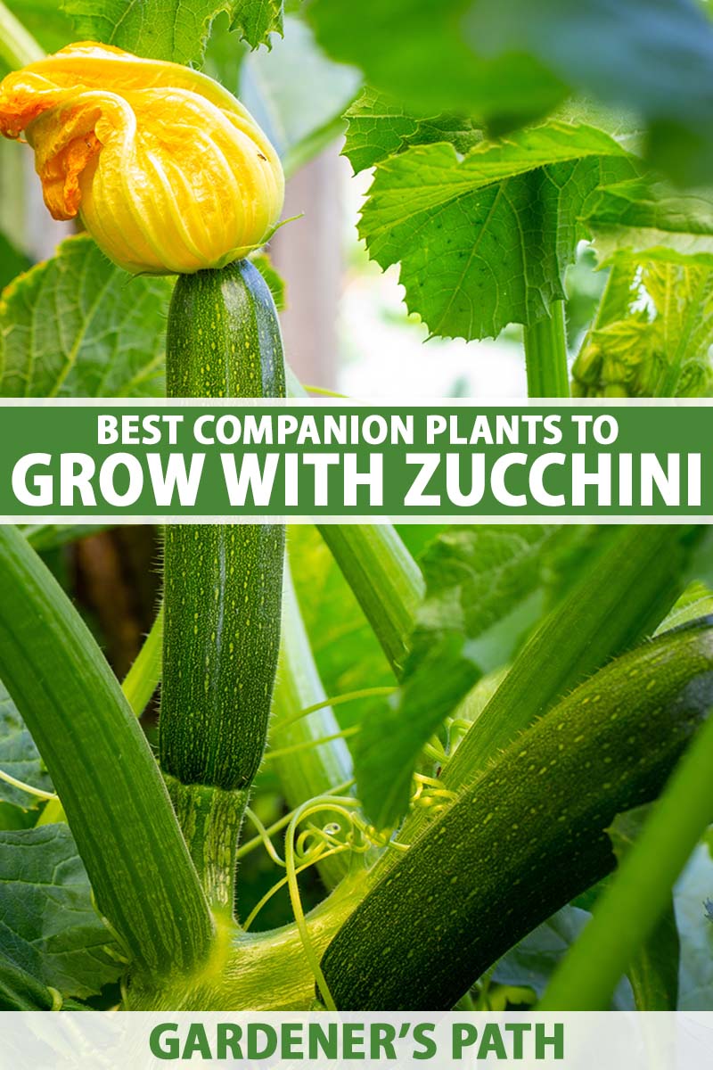 What should not be planted near zucchini