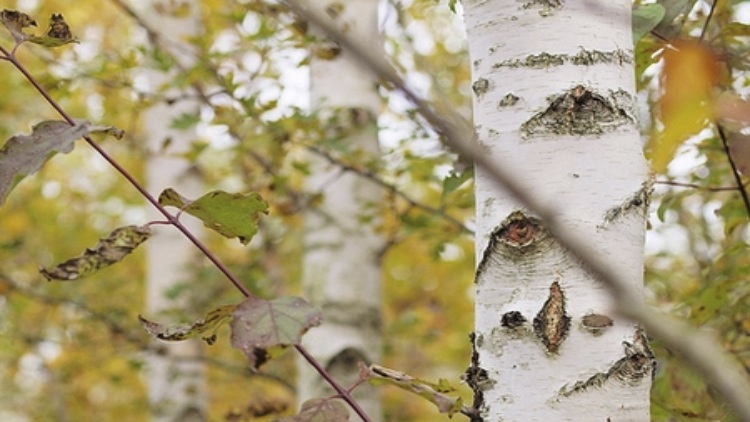 Birch trees a guide to popular species