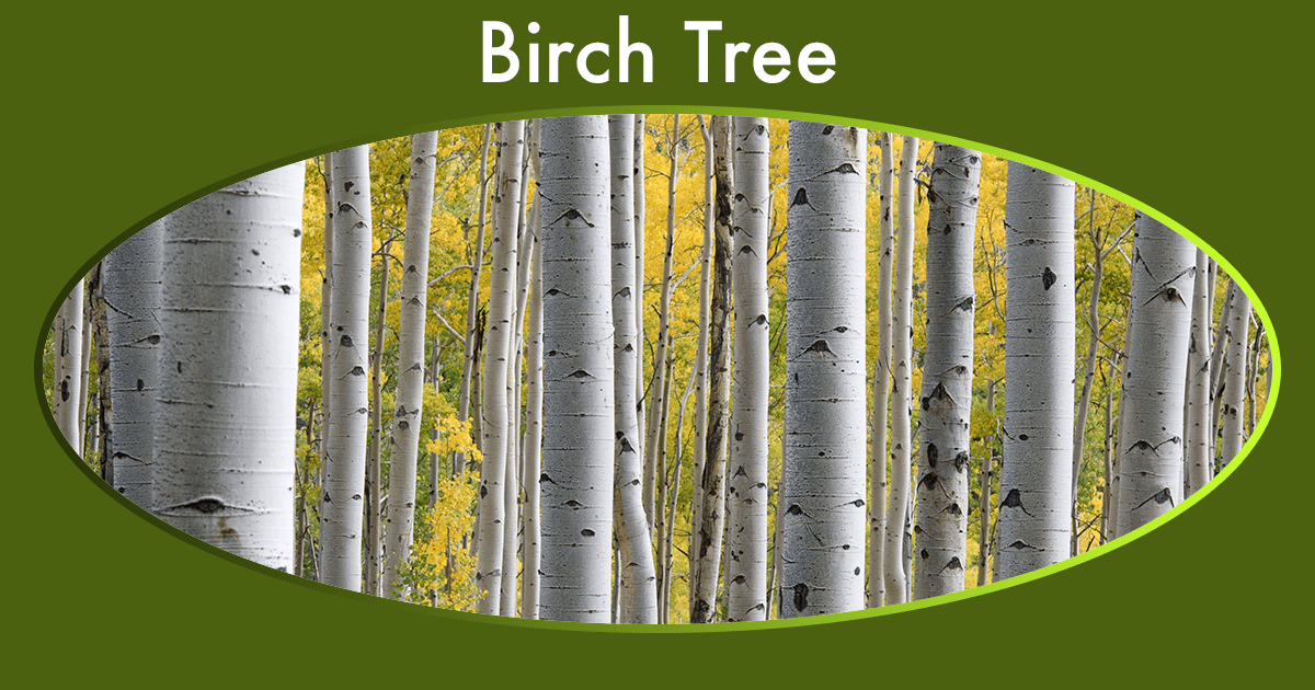 3 Yellow Birch Betula Alleghaniensis